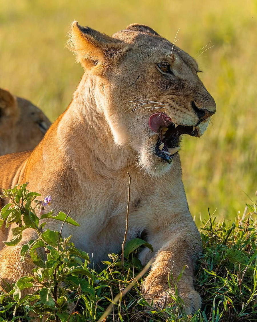 Wild cat with its mouth open