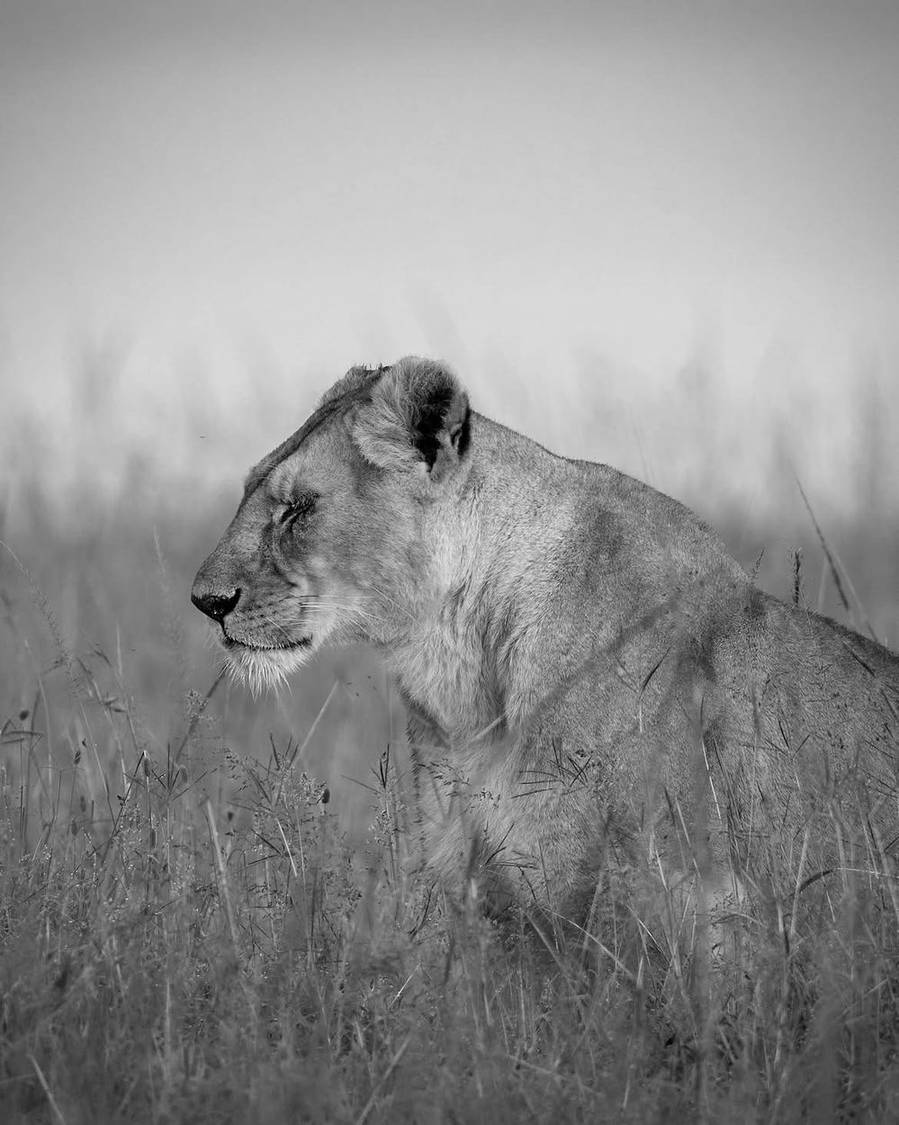 Black and white portrait of a wild cat