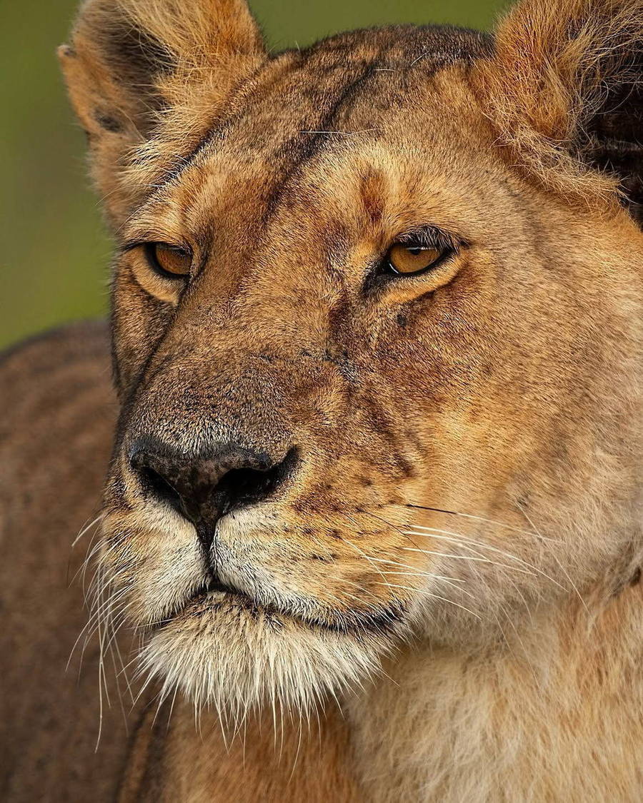Close portrait of a large wild cat