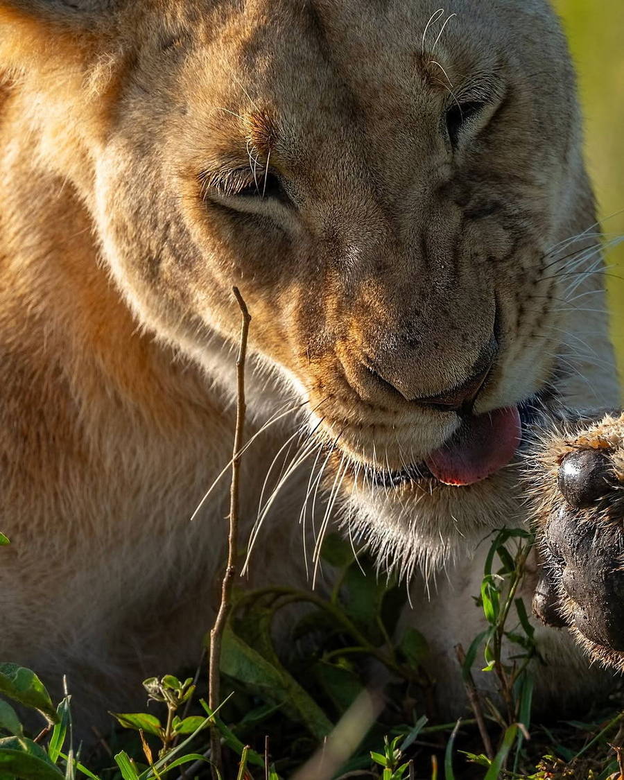 Two wild cats close together