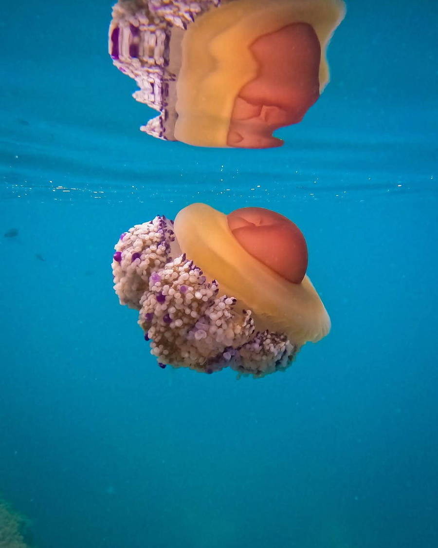 Two jellyfish drifting underwater