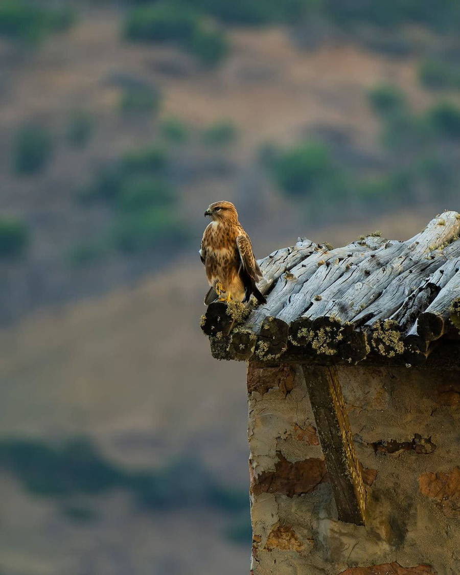 Small bird of prey perched on a stone post