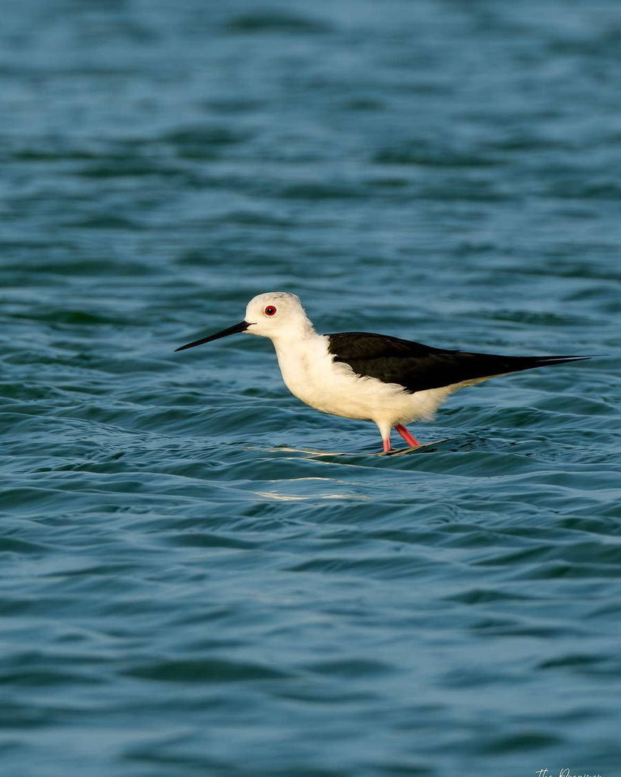 Black-winged stilt standing in shallow water