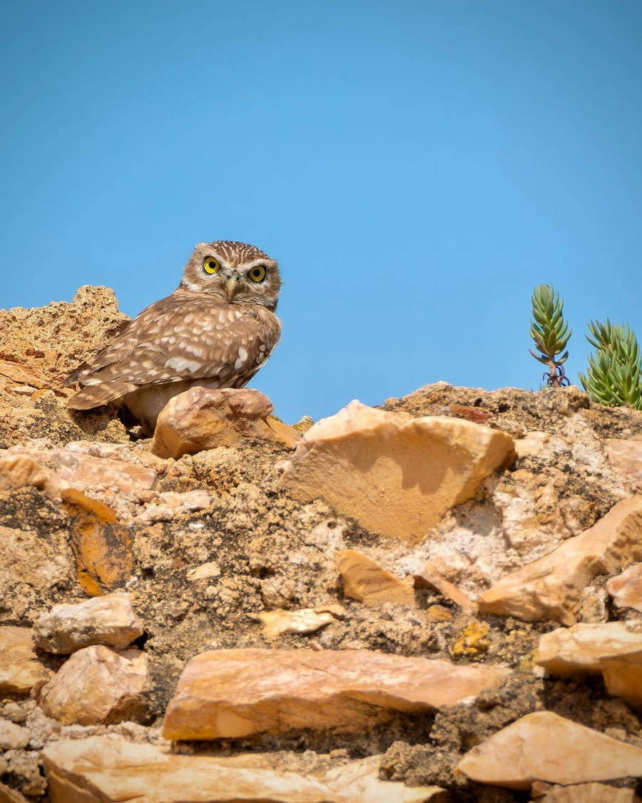 Small reptile resting on a sunlit rock