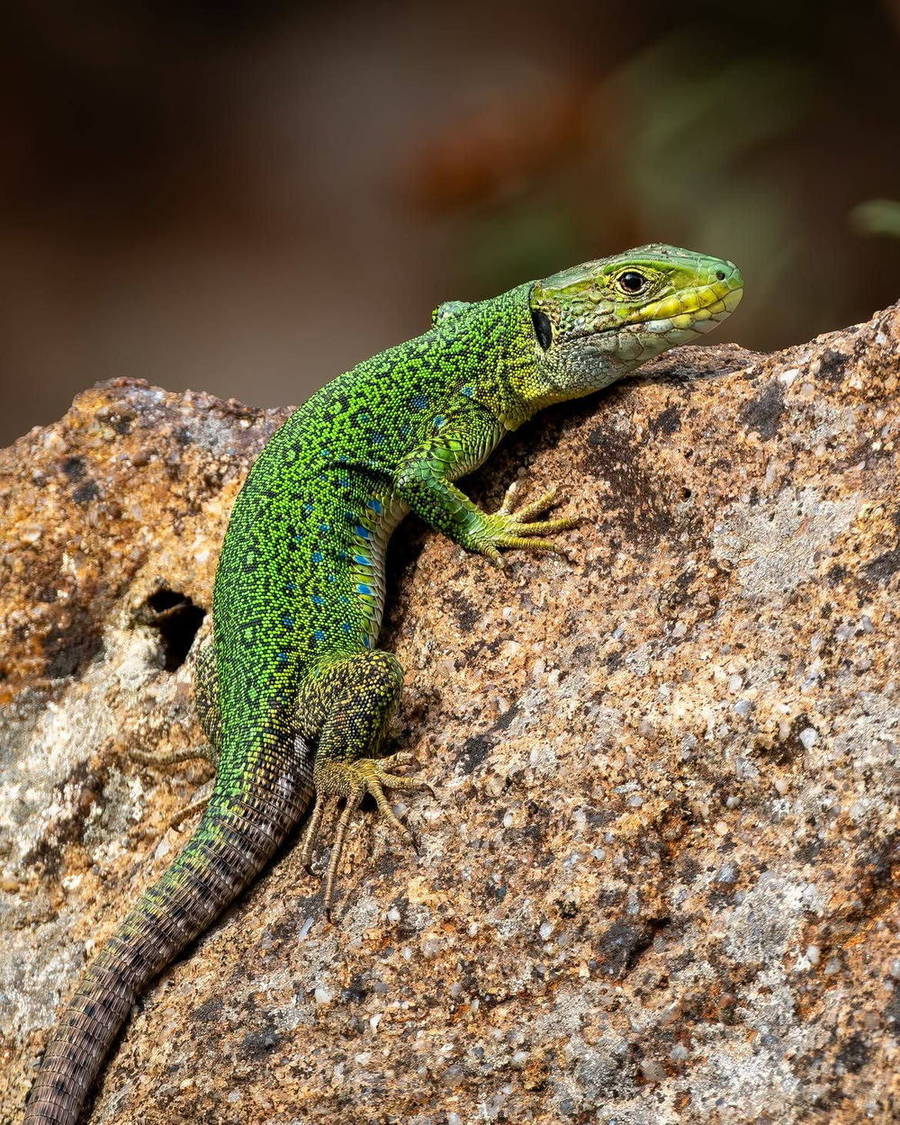 Green lizard on a rocky surface