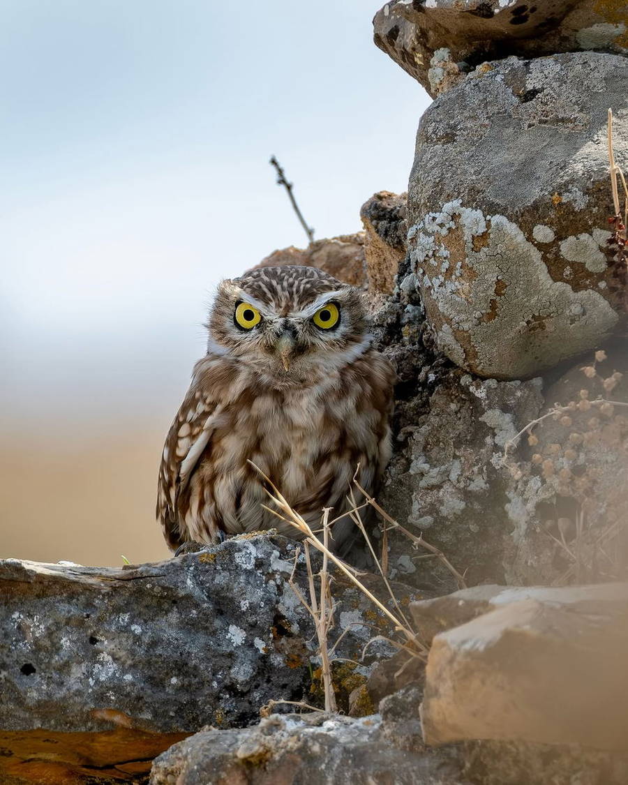 Owl perched among rocks