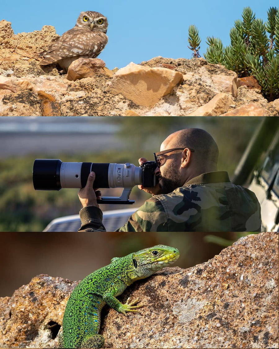 Collage of wildlife field moments