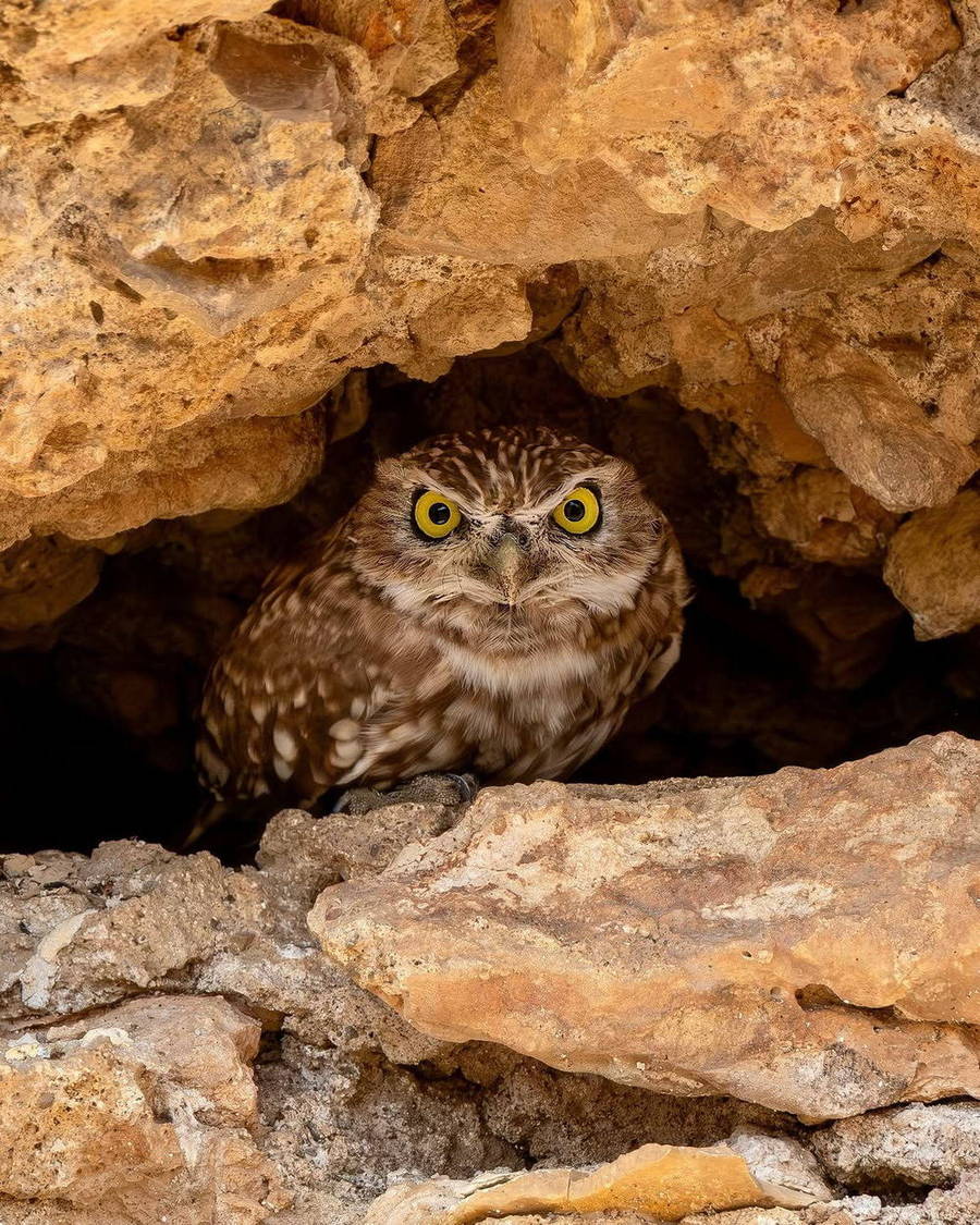 Small owl looking out from a rocky hollow