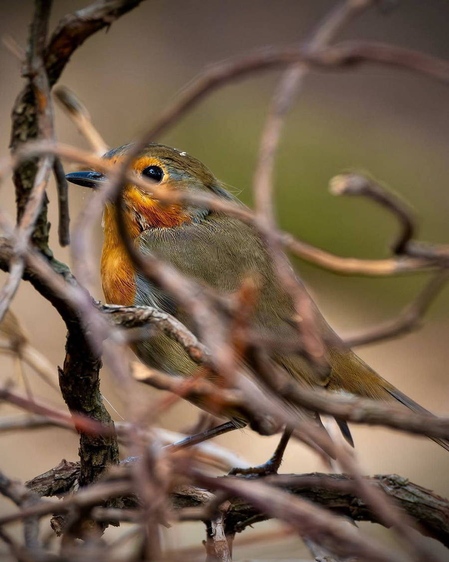 Bird perched among branches