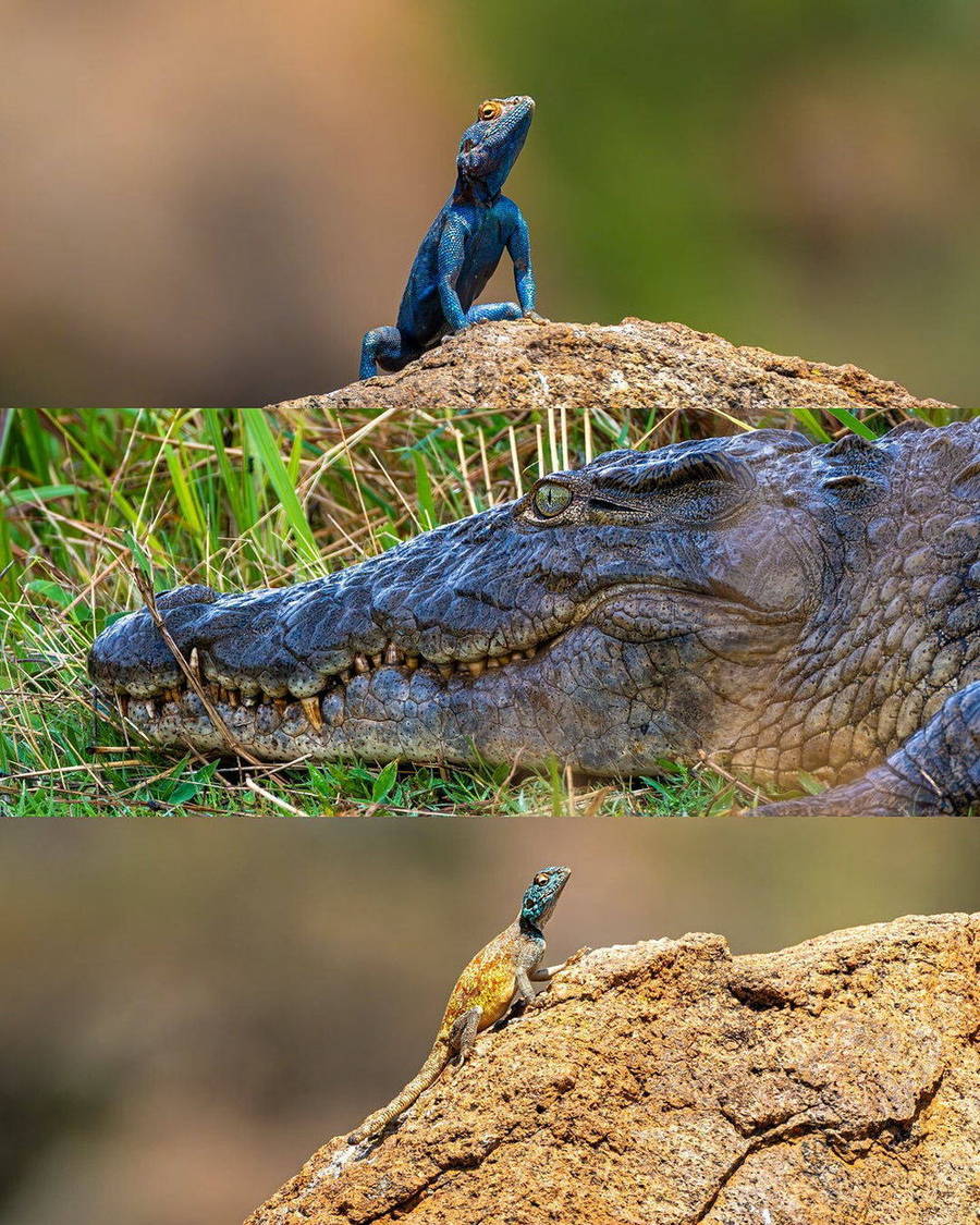 Blue bird perched above a crocodile