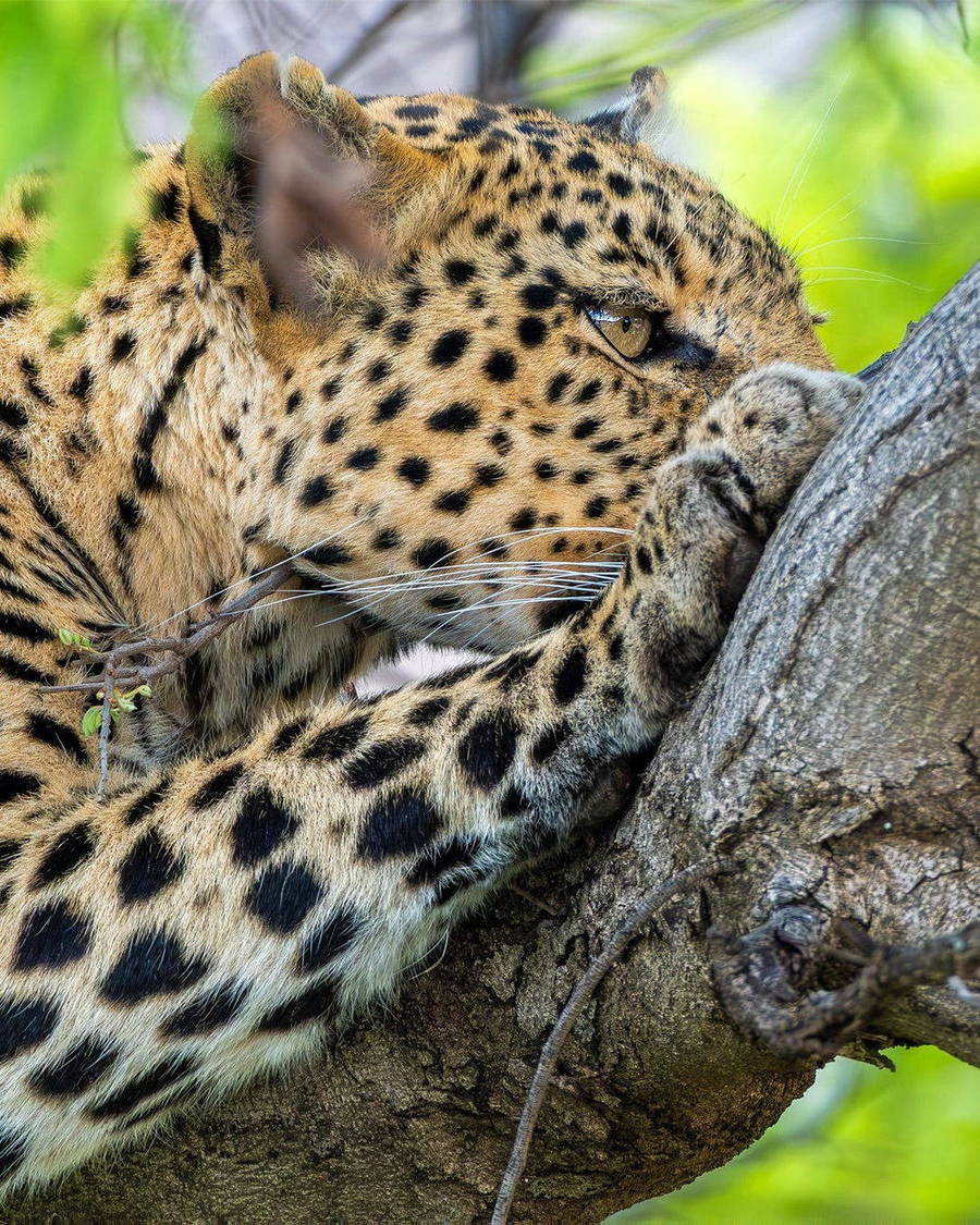 Leopard resting on a tree branch