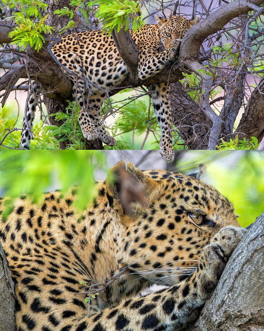 Leopard resting in a leafy tree