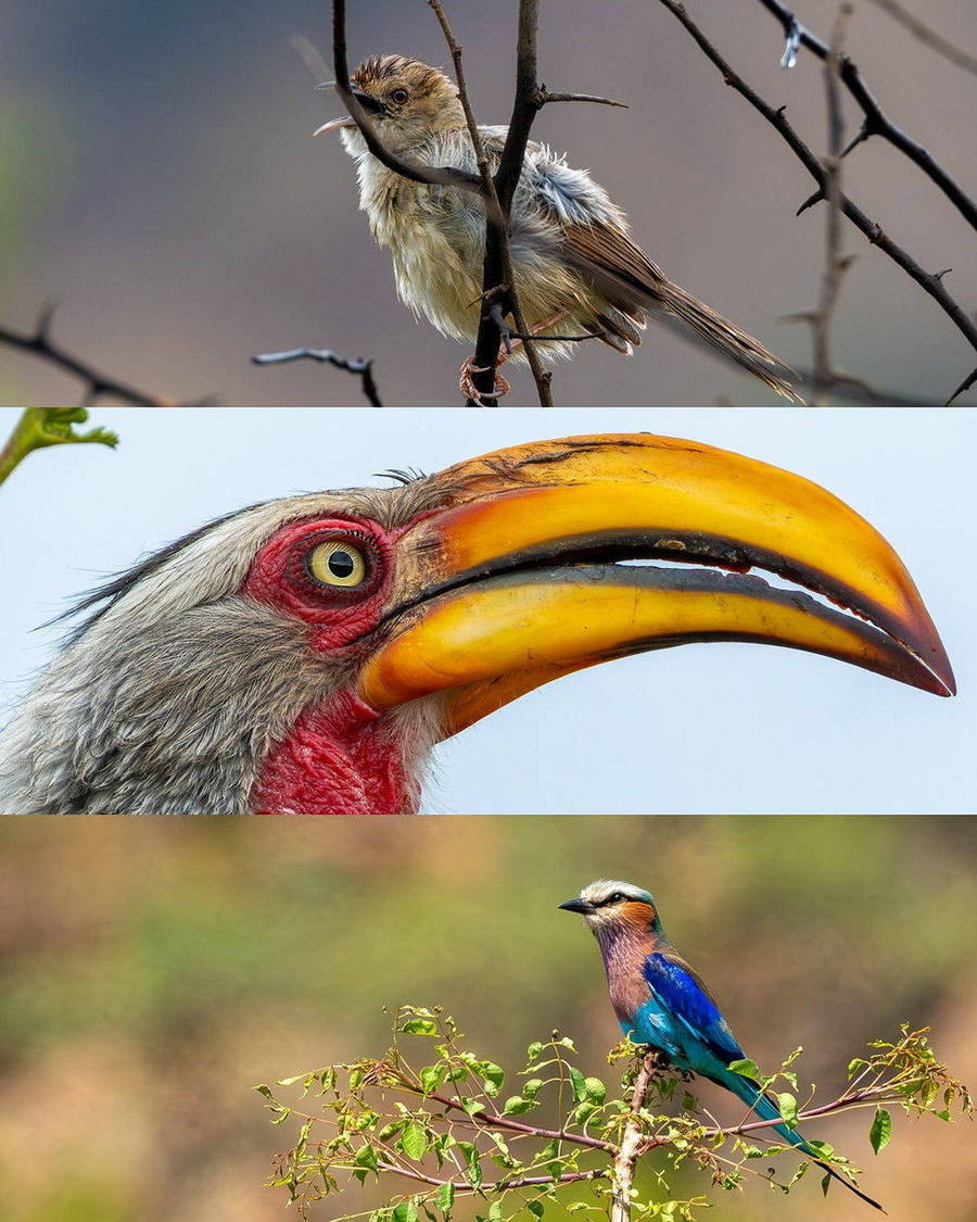 Close-up portraits of colourful birds