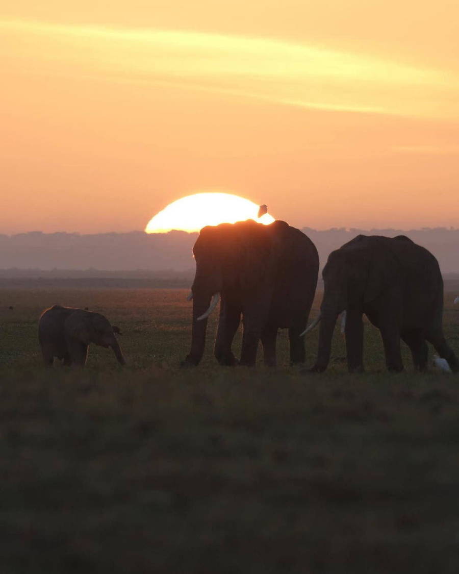 Elephants silhouetted at sunset
