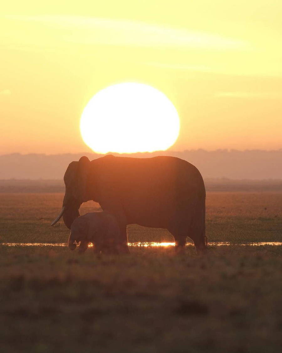 Elephants crossing a sunset