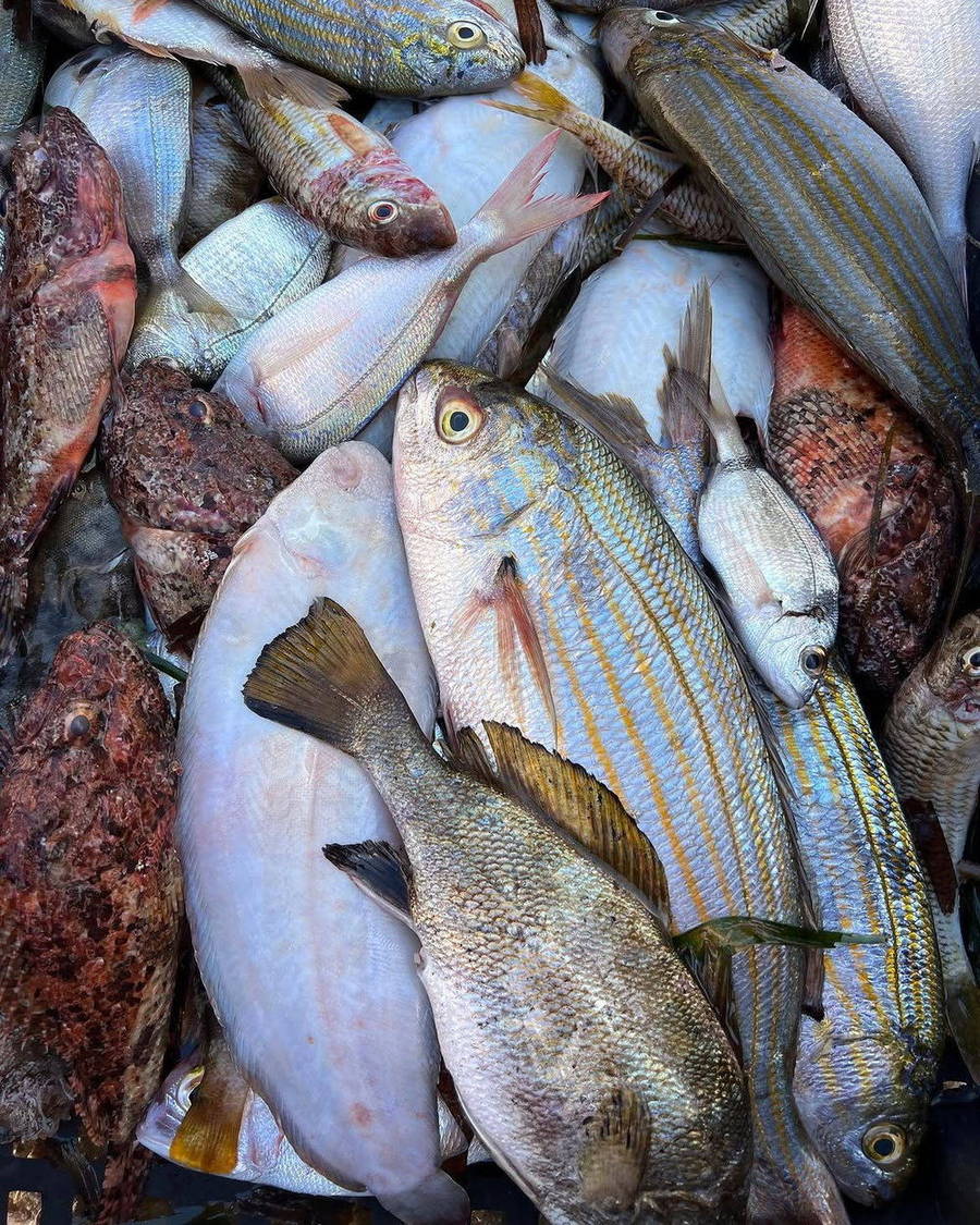 Fresh fish arranged at a local market