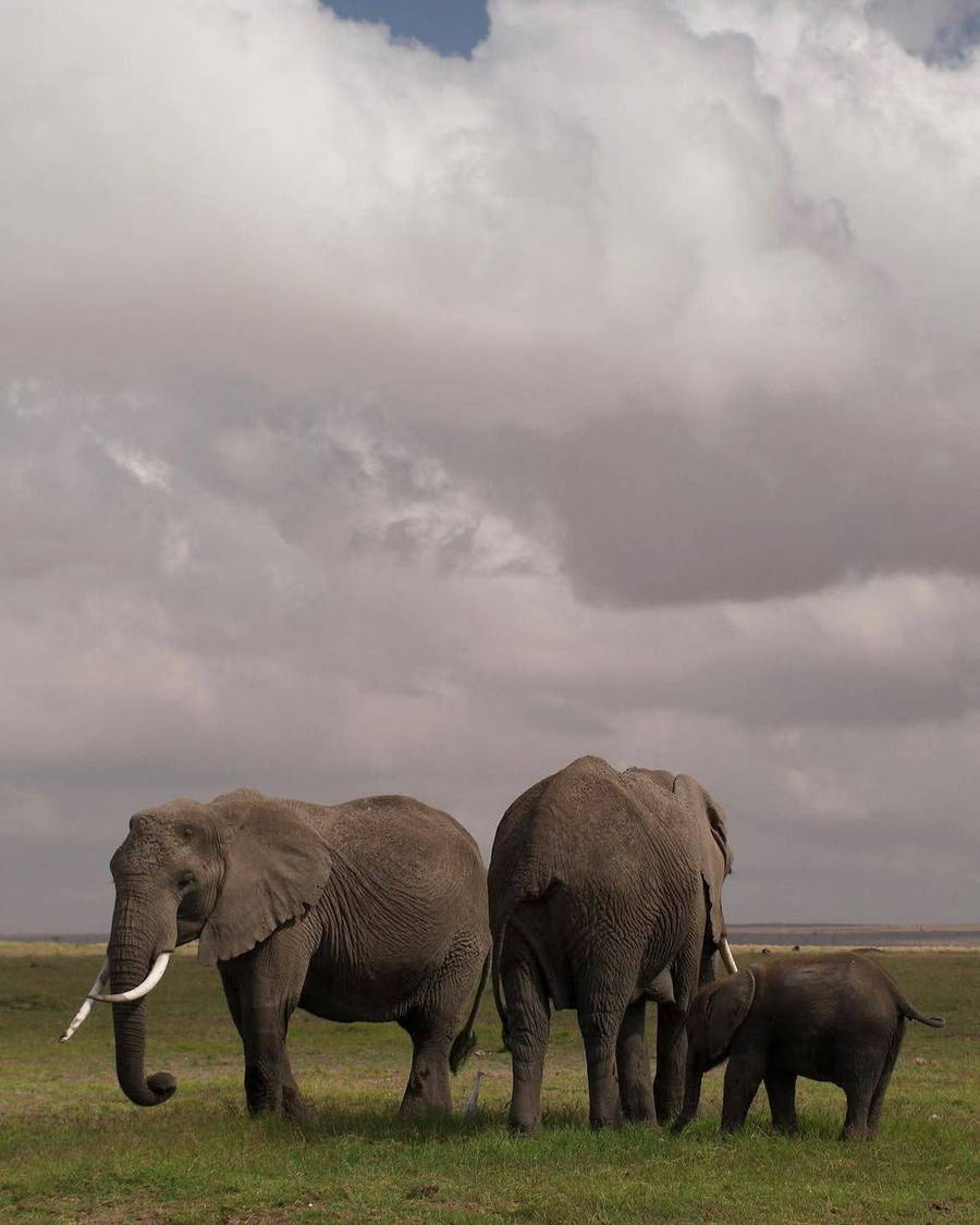 Elephant family on open grassland