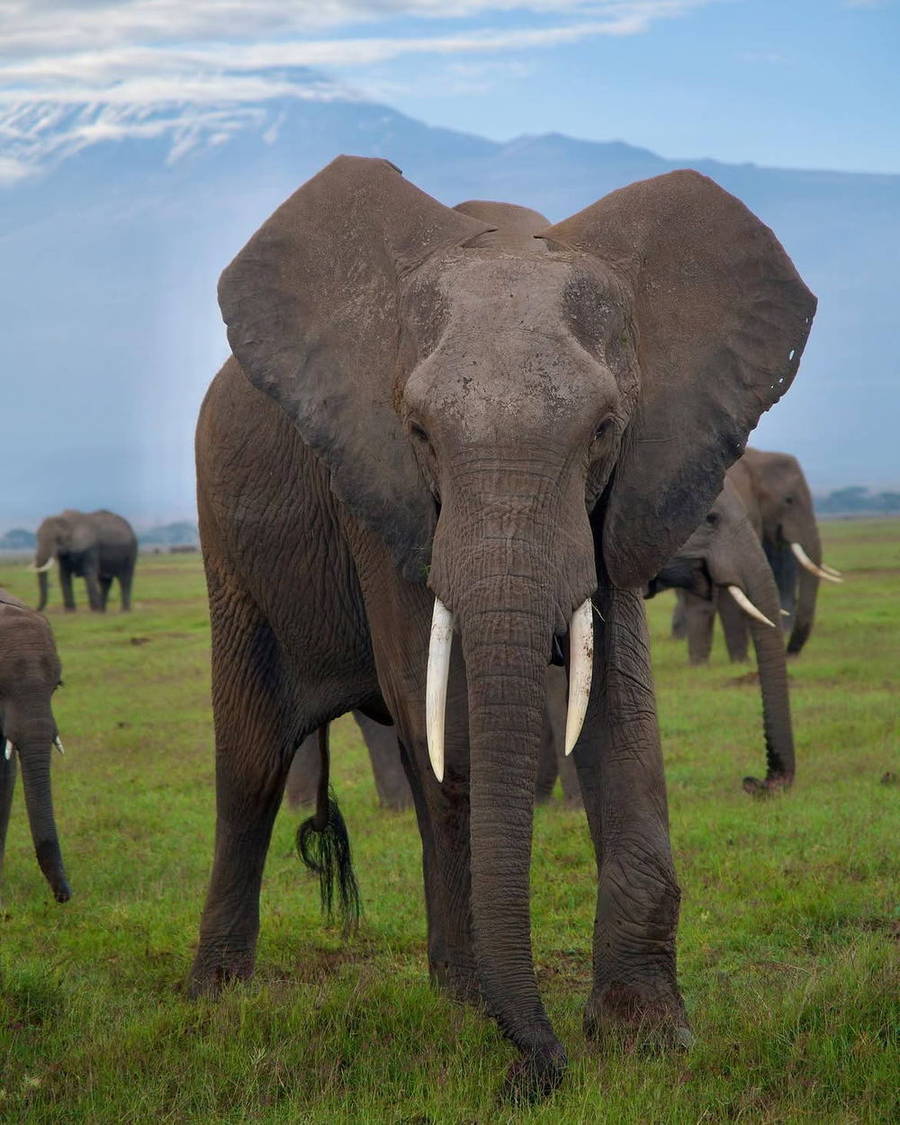 Elephant standing in front of its herd