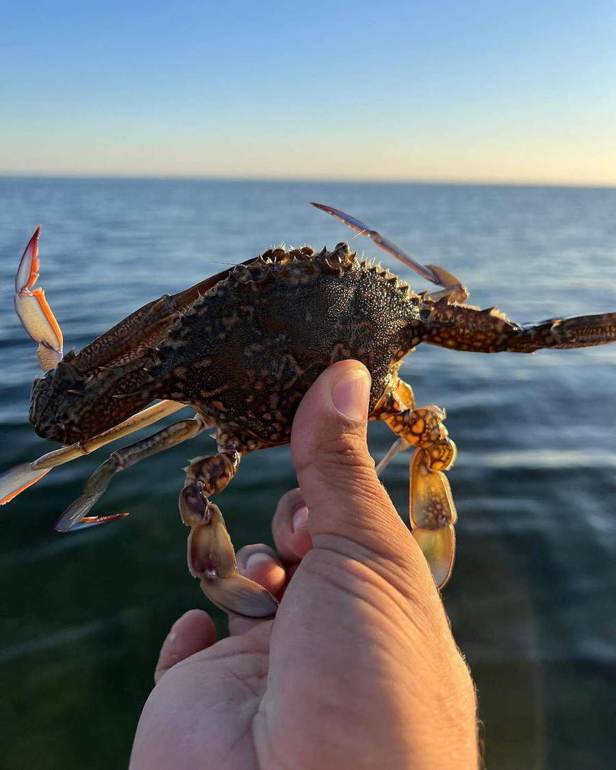 Fisherman holding a crab on a boat beside the sea