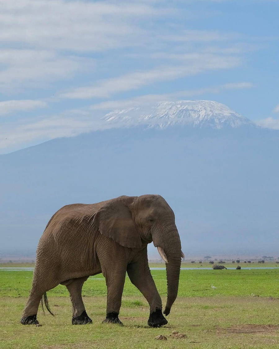 Young elephant walking across grassland