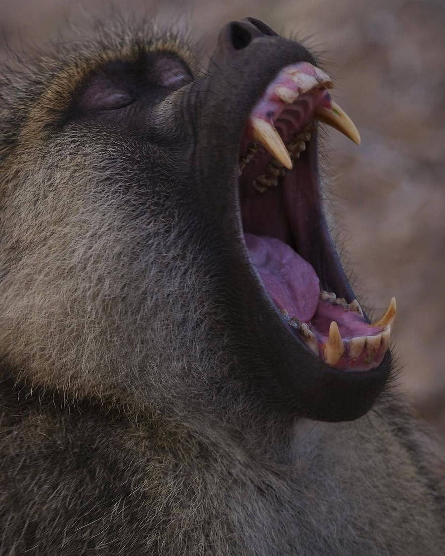 Wildlife portrait with mouth open