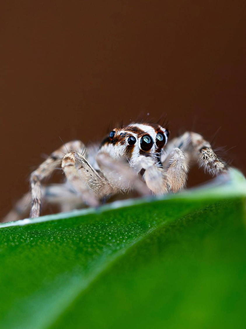Small creature on a green leaf