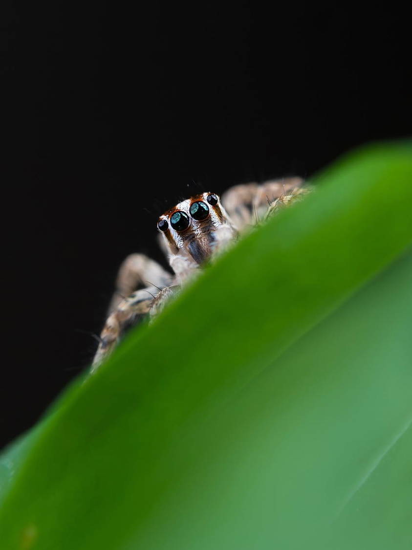 Macro photograph of a small animal on a leaf