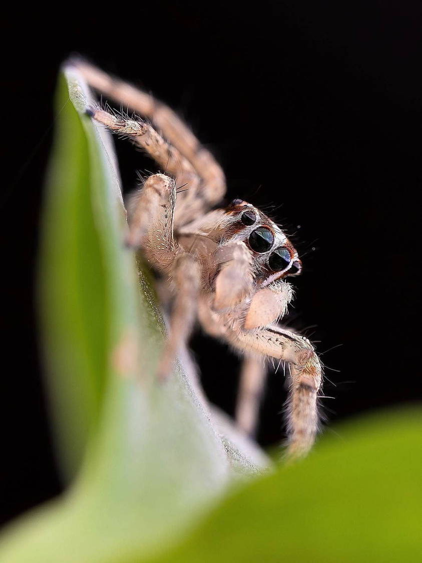Small animal climbing a leaf