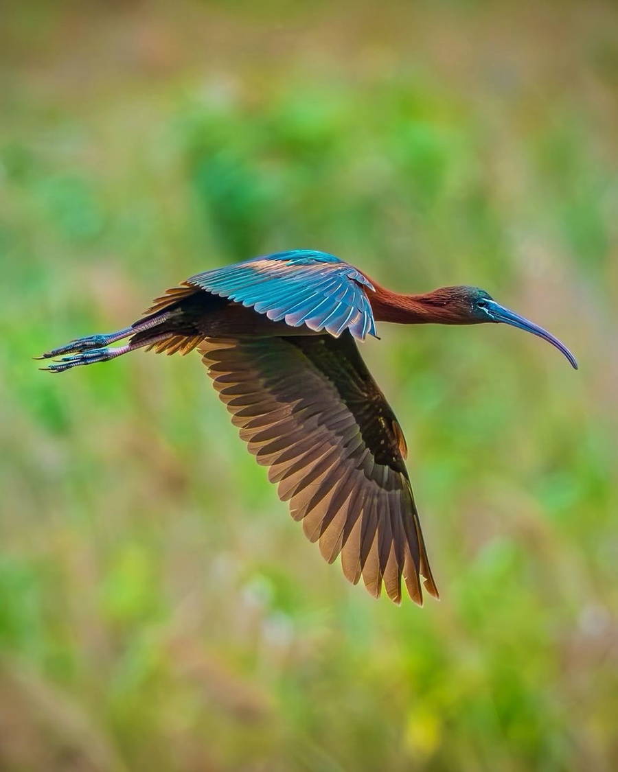 Blue and orange bird in flight