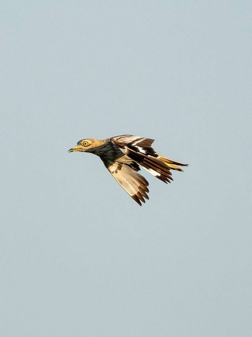Bird in flight across a pale blue sky