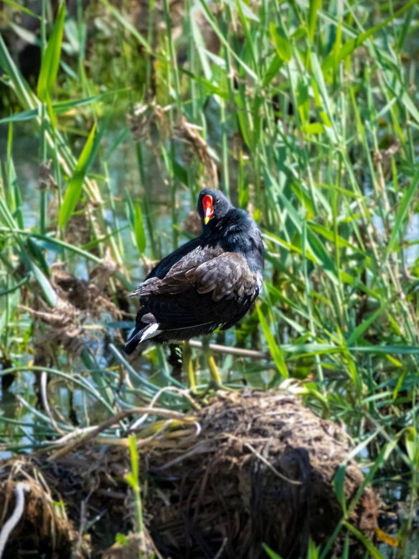 Dark waterbird beside a nest in reeds