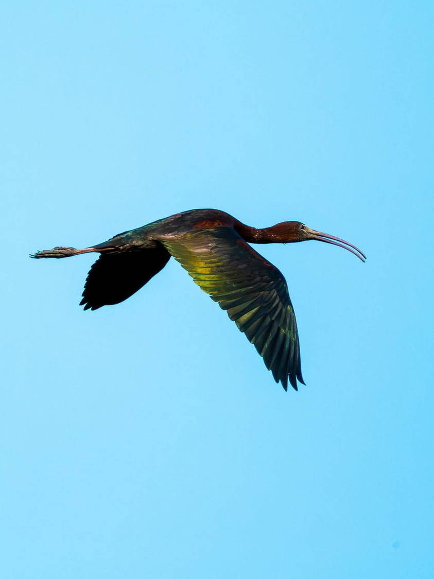 Waterbird flying over a wetland